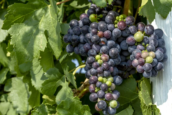 Grapevine üzerinde renkli Şaraplık