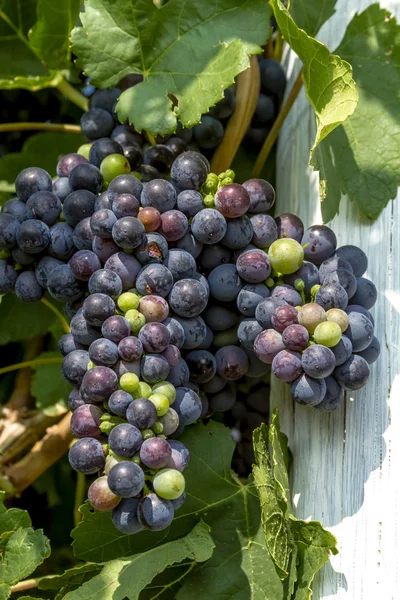 Kleurrijke wijndruivenrassen op Grapevine — Stockfoto