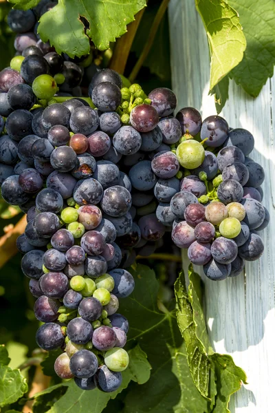 Grapevine üzerinde renkli Şaraplık