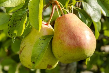 Taze organik armut meyve bahçesinde asılı