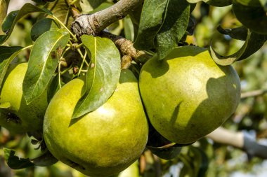 Taze organik armut meyve bahçesinde asılı