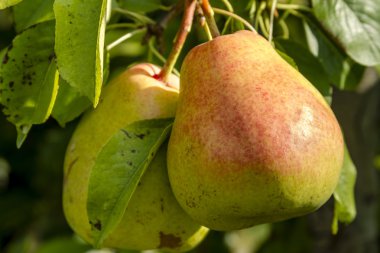 Taze organik armut meyve bahçesinde asılı