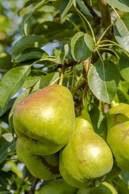 Taze organik armut meyve bahçesinde asılı