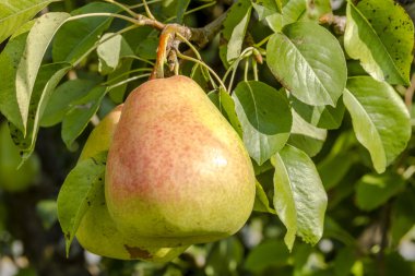 Taze organik armut meyve bahçesinde asılı