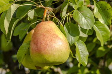 Taze organik armut meyve bahçesinde asılı