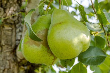 Taze organik armut meyve bahçesinde asılı