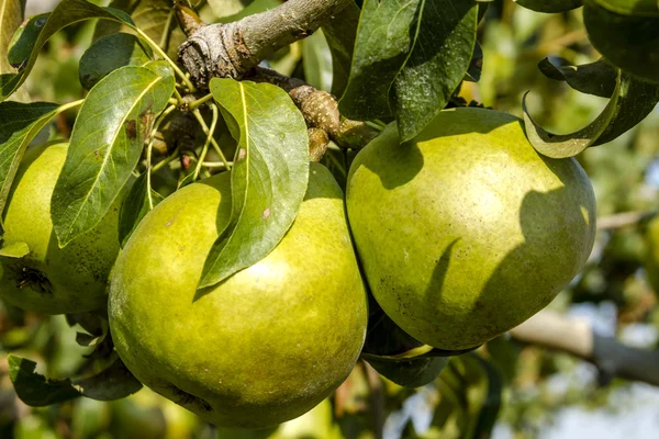 Verse biologische peren opknoping in Orchard — Stockfoto