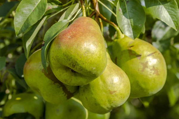 Taze organik armut meyve bahçesinde asılı