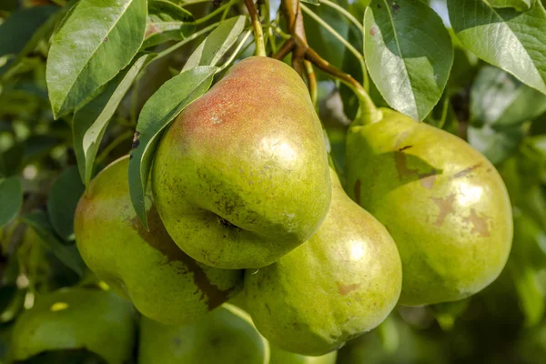 Verse biologische peren opknoping in Orchard — Stockfoto