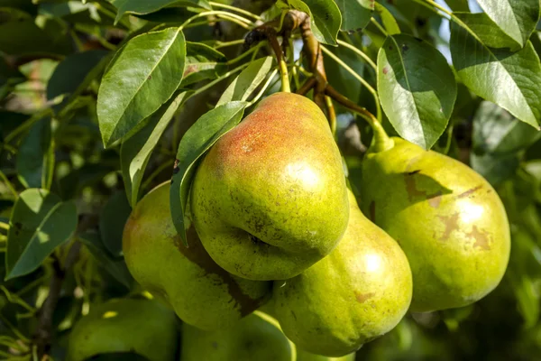 Pêras orgânicas frescas penduradas no pomar — Fotografia de Stock