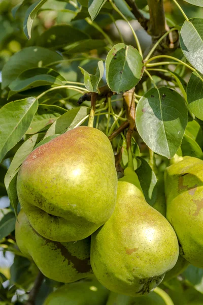 Pêras orgânicas frescas penduradas no pomar — Fotografia de Stock