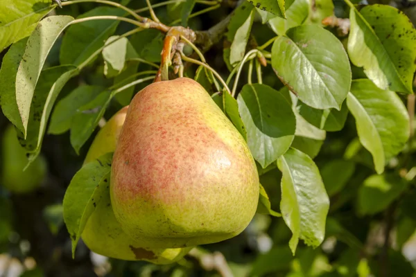 Taze organik armut meyve bahçesinde asılı