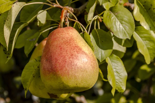 Verse biologische peren opknoping in Orchard — Stockfoto