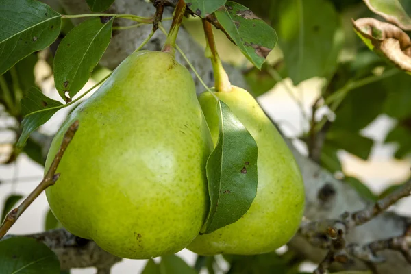 Fresh Organic Pears Hanging in Orchard — Stock Photo, Image