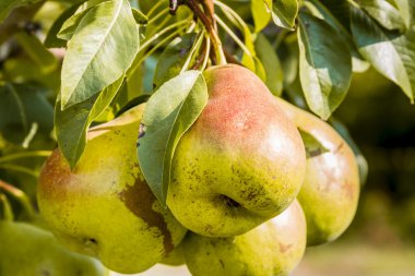 Taze organik armut meyve bahçesinde asılı