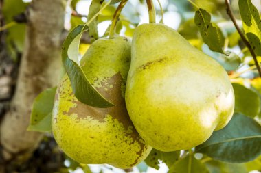 Taze organik armut meyve bahçesinde asılı