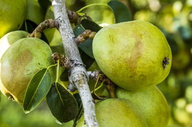 Taze organik armut meyve bahçesinde asılı