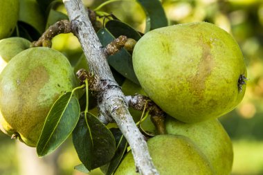 Taze organik armut meyve bahçesinde asılı