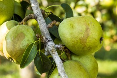 Taze organik armut meyve bahçesinde asılı