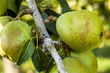 Taze organik armut meyve bahçesinde asılı
