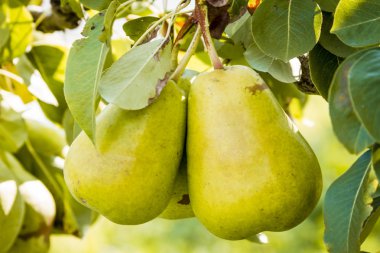 Taze organik armut meyve bahçesinde asılı