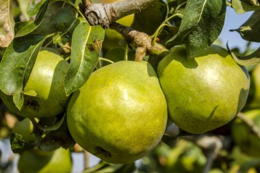 Taze organik armut meyve bahçesinde asılı