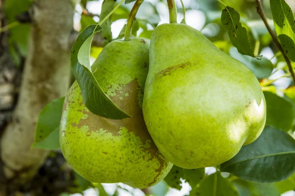 Fresh Organic Pears Hanging in Orchard — Stock Photo, Image
