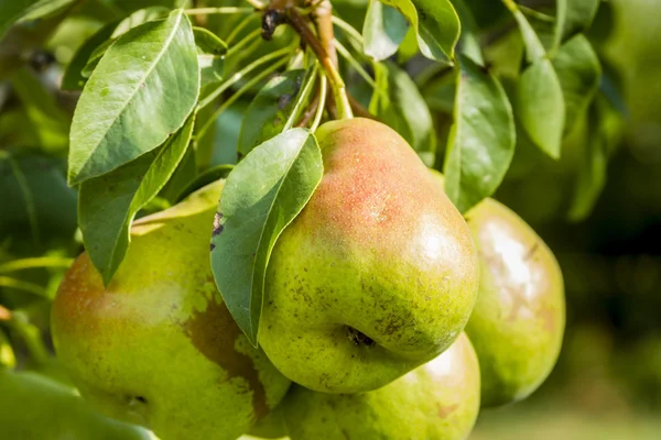 Verse biologische peren opknoping in Orchard — Stockfoto