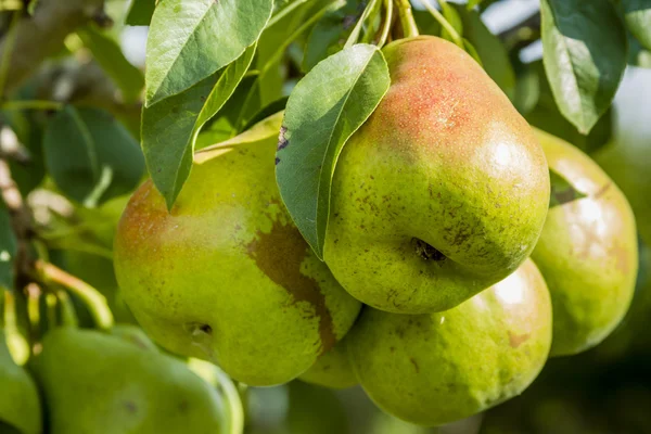 Fresh Organic Pears Hanging in Orchard — Stock Photo, Image