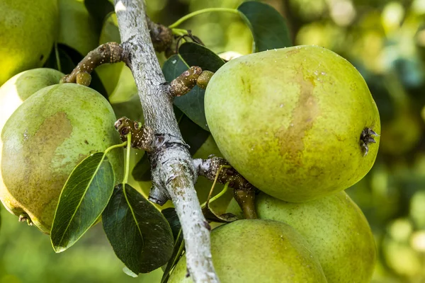 Taze organik armut meyve bahçesinde asılı
