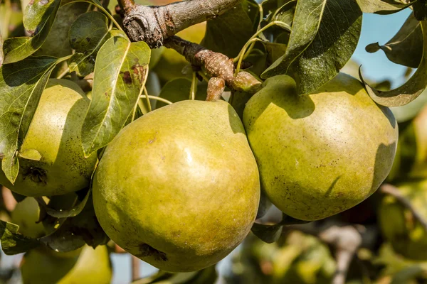 Taze organik armut meyve bahçesinde asılı