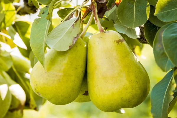 Taze organik armut meyve bahçesinde asılı