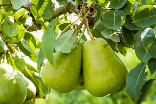 Pêras orgânicas frescas penduradas no pomar — Fotografia de Stock