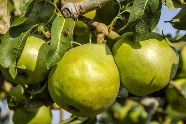 Taze organik armut meyve bahçesinde asılı