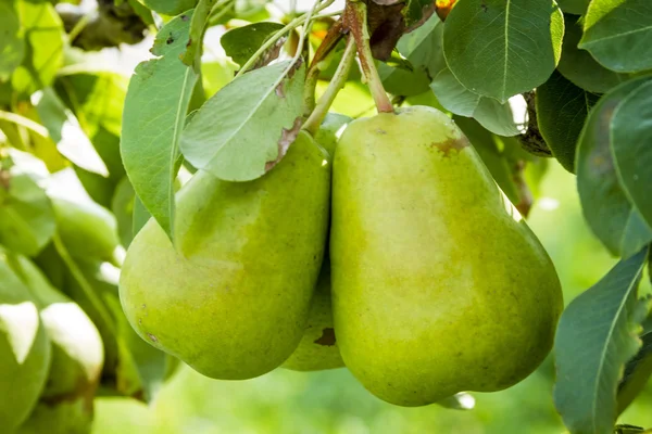 Taze organik armut meyve bahçesinde asılı