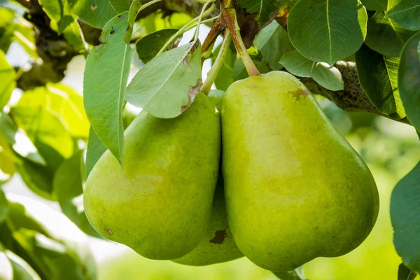 Verse biologische peren opknoping in Orchard — Stockfoto