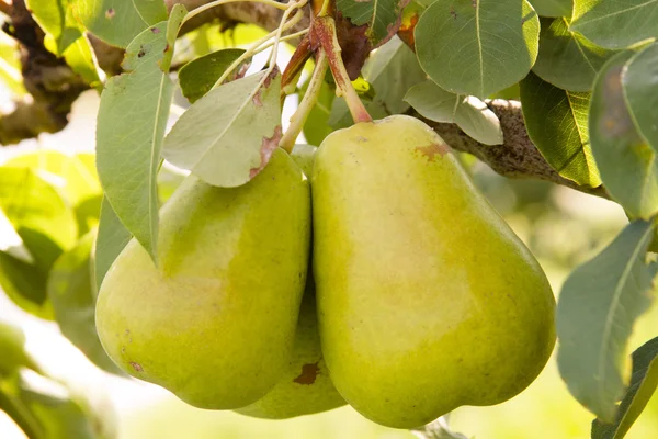 Verse biologische peren opknoping in Orchard — Stockfoto