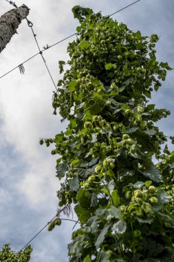 Bira için organik atlama çiftlik