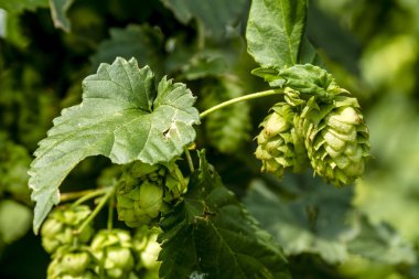 Bira için organik atlama çiftlik