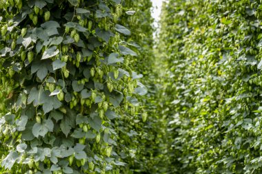 Bira için organik atlama çiftlik