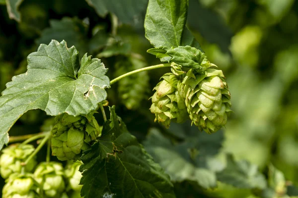 Biologische hop boerderij voor het brouwen van bier — Stockfoto