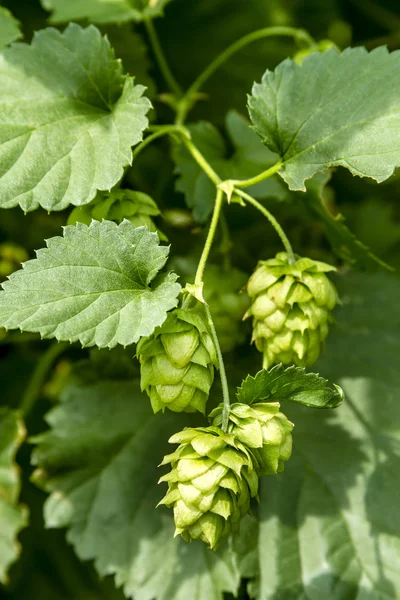 Fazenda de Lúpulo Orgânico para Cerveja — Fotografia de Stock