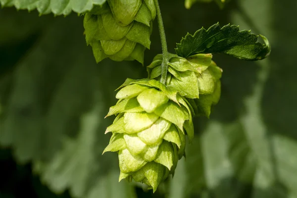 Granja orgánica de lúpulo para cerveza — Foto de Stock