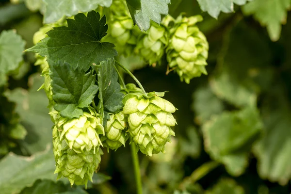 Bira için organik atlama çiftlik