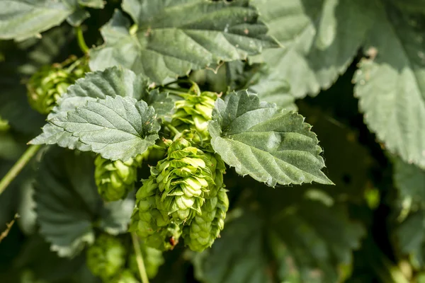 Fazenda de Lúpulo Orgânico para Cerveja — Fotografia de Stock