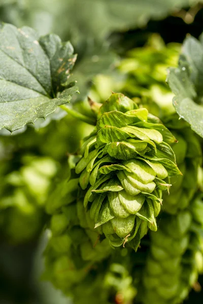 Ferme de houblon biologique pour brasser la bière — Photo