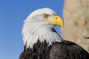 Kel kartal güneşli kış gününde