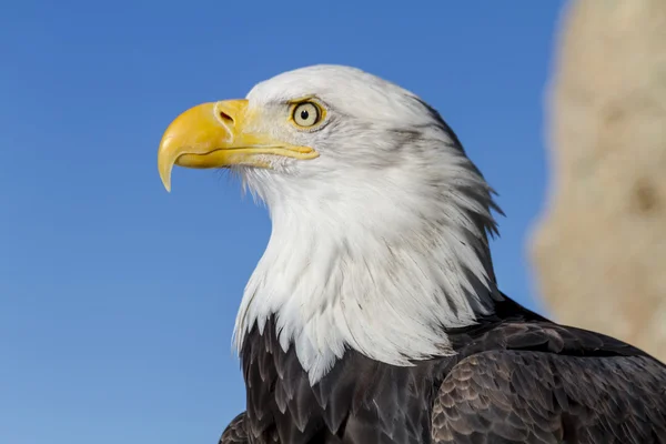 Bald Eagle solig vinterdag — Stockfoto