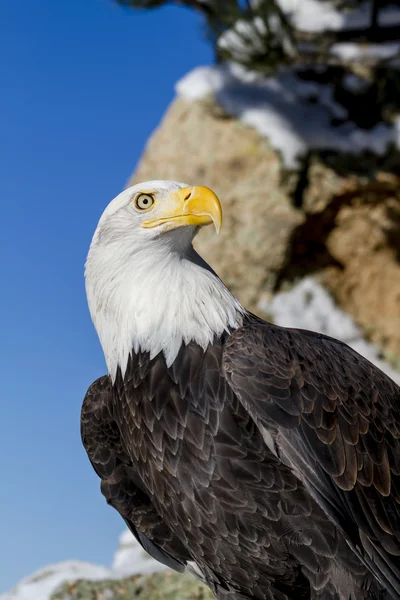 Aquila calva nella giornata invernale soleggiata — Foto Stock