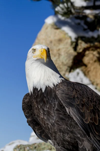 Bald Eagle on Sunny Winter Day — Stock Photo, Image